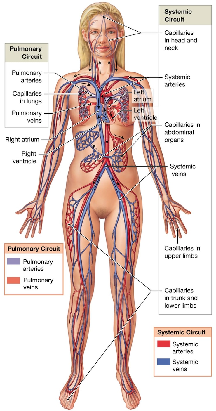 फोटो a diagram of the upper body of a human body