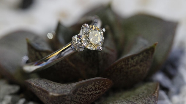 Foto diamantring in zijn natuurlijke leefomgeving