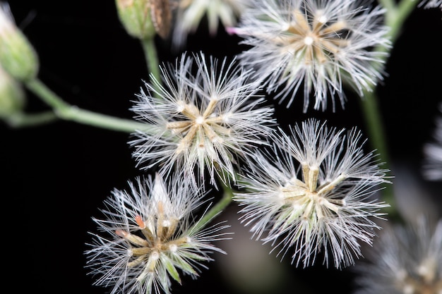 Dianthus bloem macro