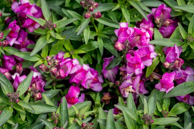 Dianthus bloem macro