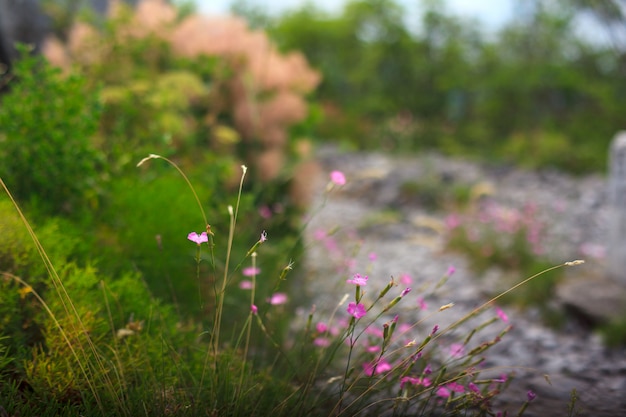 Dianthus bloemen