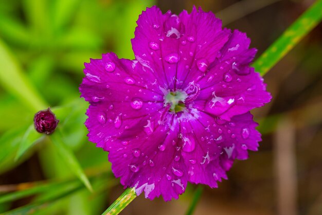 Foto dianthus carthusianorum