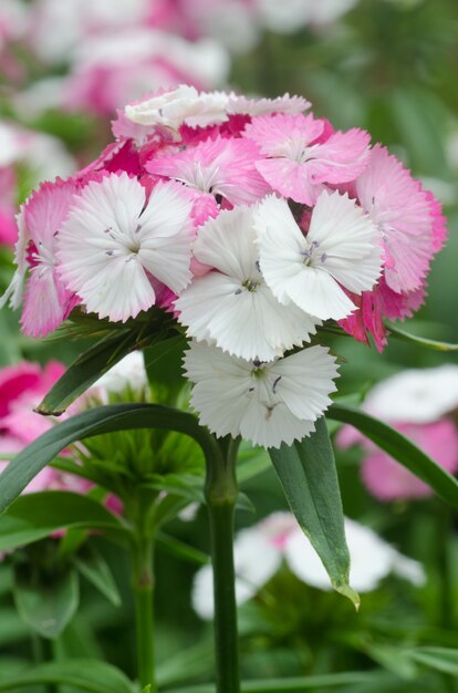 Dianthus chinensis (China Pink, Sweet William-bloem)