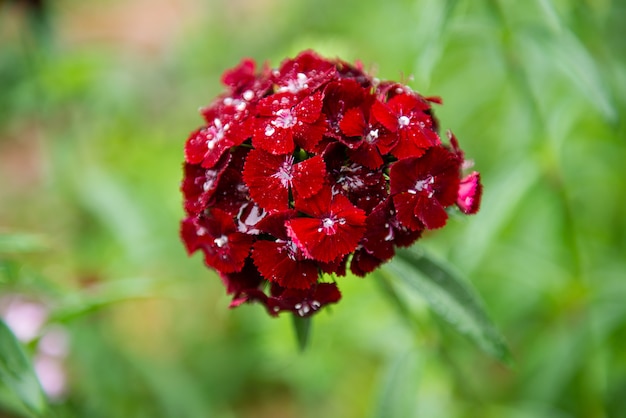 Dianthus chinensis (중국 핑크, 스위트 윌리엄 꽃)-이미지