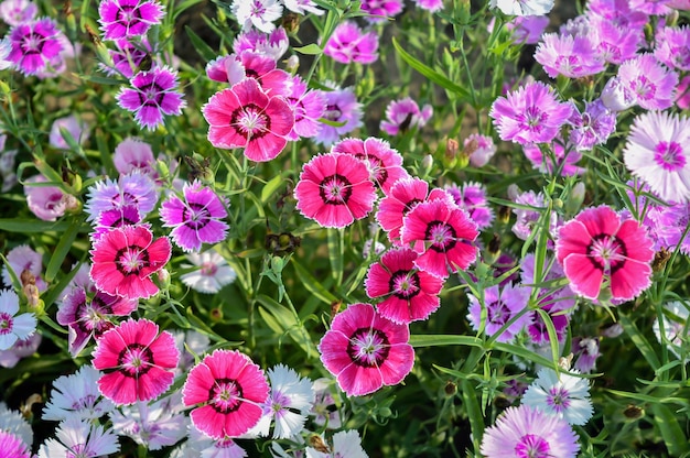 Foto dianthus chinensis fiore che fiorisce nel giardino