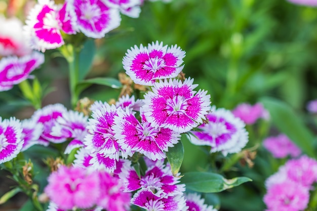 Dianthus Chinensis Flowers