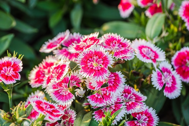 Цветы Dianthus Chinensis.