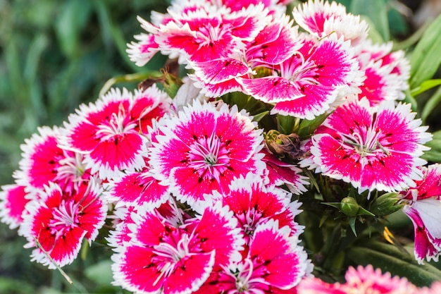 Цветы Dianthus Chinensis.