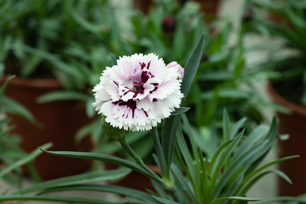 Dianthus chinensis, ook bekend als Indiase anjer