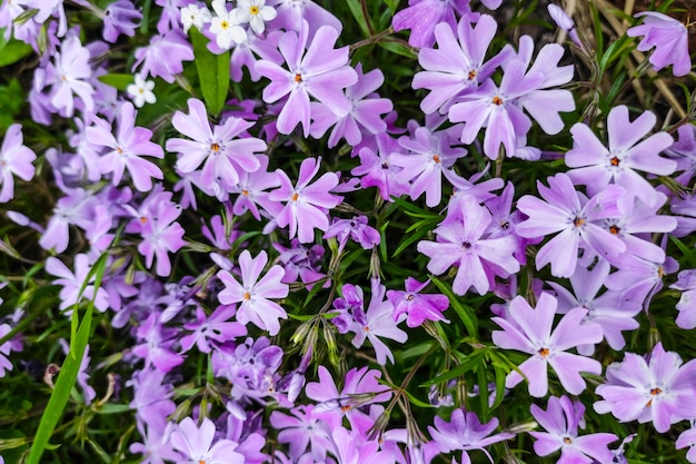 Dianthus deltoides in a flower bed. Purple flowers carpet.