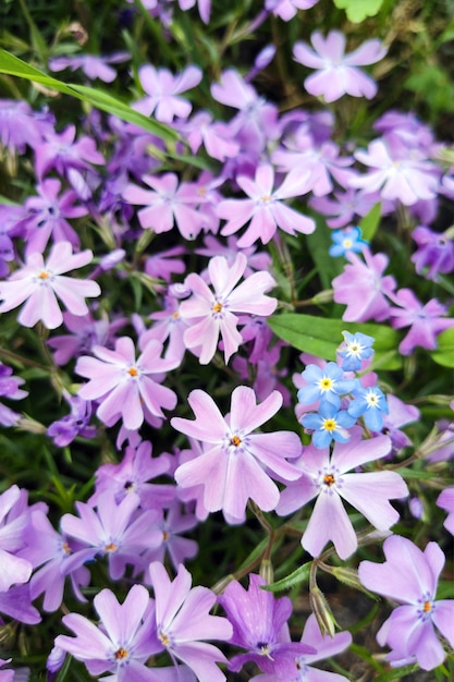 화단에 있는 Dianthus deltoides. 보라색 꽃 카펫입니다.