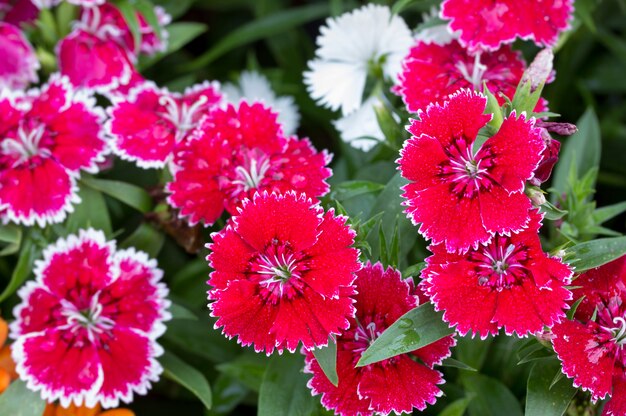 정원에서 Dianthus 꽃, (Dianthus chinensis)