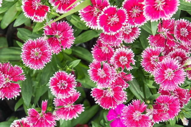 写真 花の庭dianthus美しい花