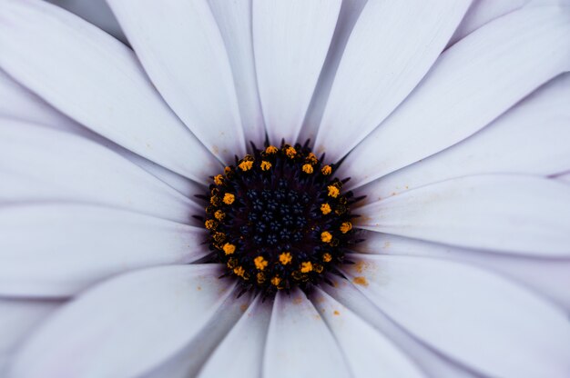 Photo dianthus flower macro