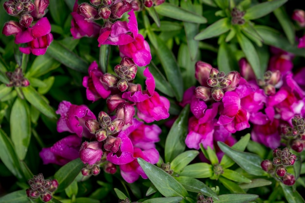 Foto macro fiore dianthus