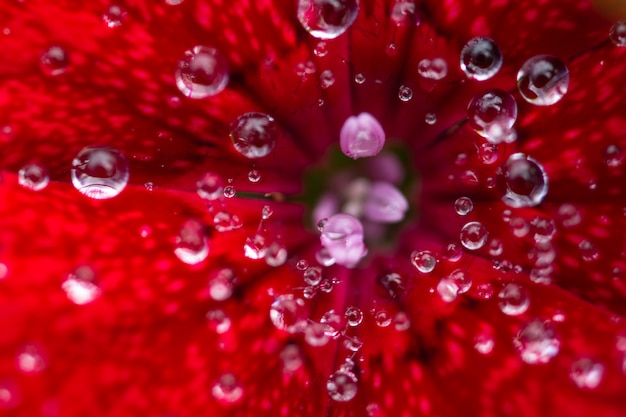 Dianthus flower macro