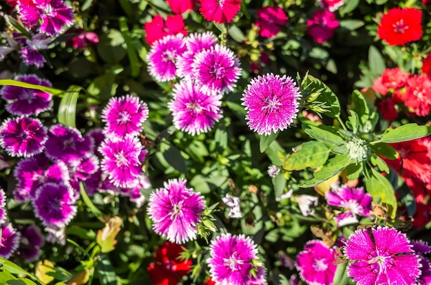 Dianthus flowers in the garden at outdoor