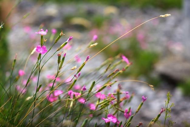 Dianthus flowers