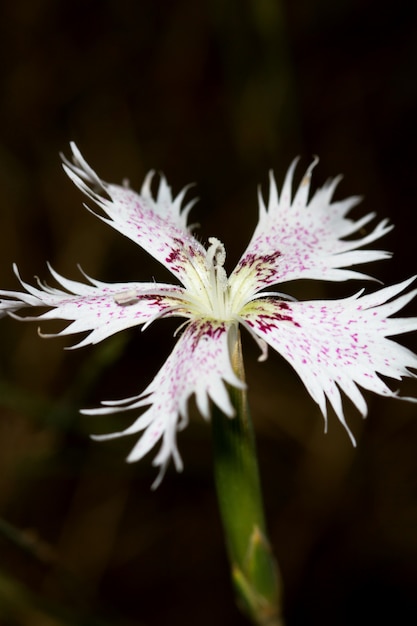 Foto dianthus hinoxianus