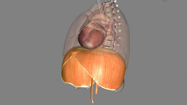 Photo the diaphragm is a muscle that helps you inhale and exhale