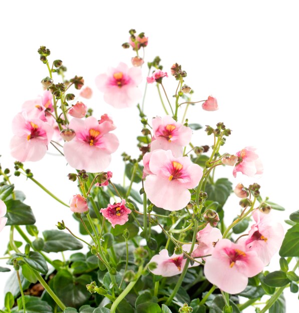 Diascia bloem