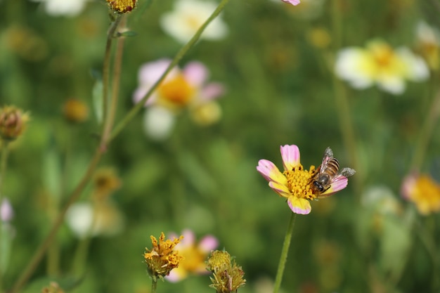 Diasy flower in tropica