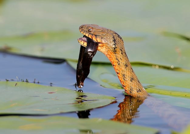 주사위 뱀 (Natrix tessellata)이 물고기를 잡았습니다.