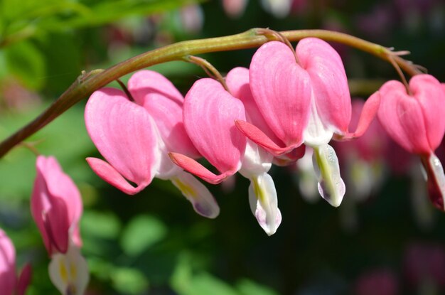 Dicentra Bleeding Heart Flowers Dicentra Spectabils