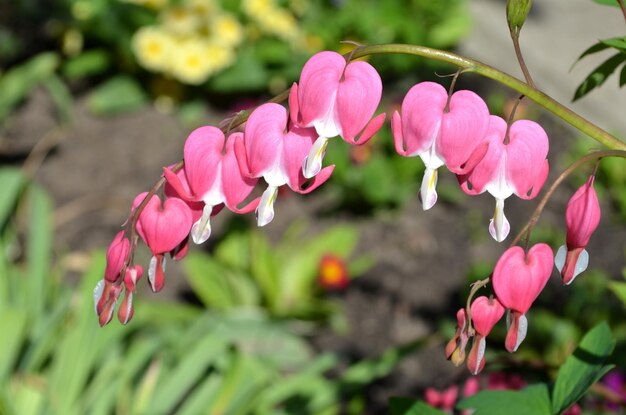 Dicentra Bloedend Hart Bloemen Dicentra spectabils