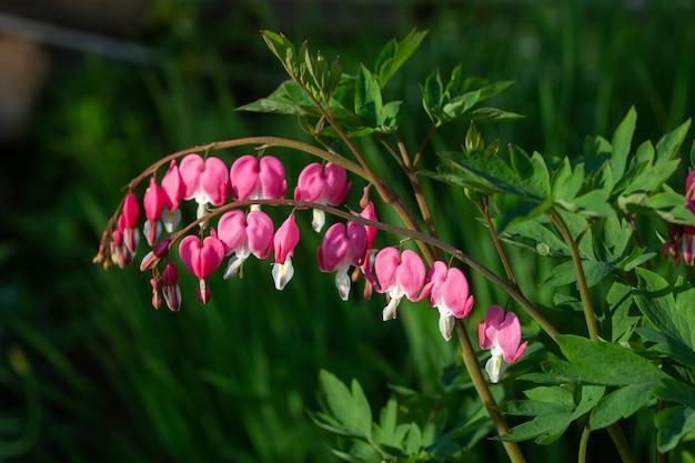 Dicentra bloem hartvormige bloemen. bloeiende plant in de lentetuin tegen de achtergrond van groen gras