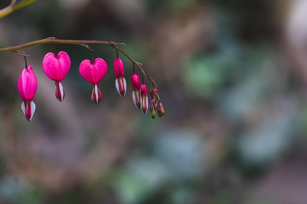 Dicentra spectabilis lamprocapnos cuore sanguinante asian bleedingheart che fiorisce nel giardino