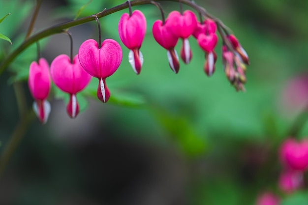 Dicentra spectabilis Lamprocapnos 블리딩 하트 아시아 블리딩하트가 정원에서 피는