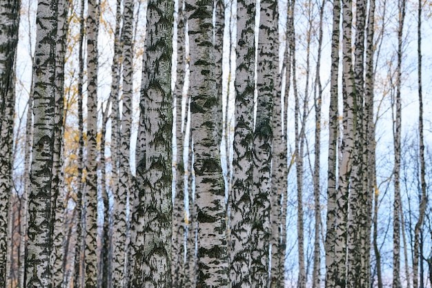 Dicht berkenboslandschap