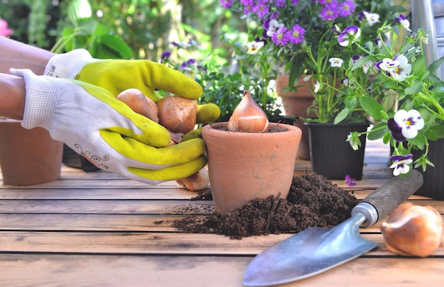 Dicht bij de hand van tuinieren met een bloembol in een pot op een tafel in de tuin