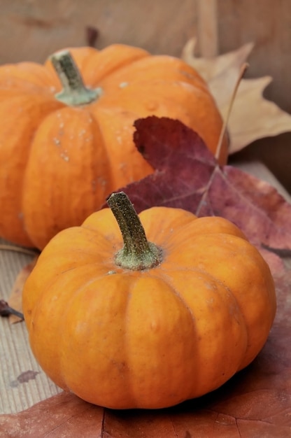 Dicht bij jack, weinig op herfstbladeren