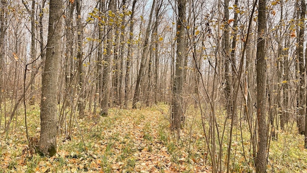 Dicht jong eikenbos in de herfst van binnenuit