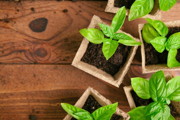 Dicht omhoog plantend zaailingen in serre in de lente