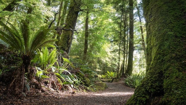 Dicht oud bos met varens en pad erdoorheen kepler track nieuw-zeeland