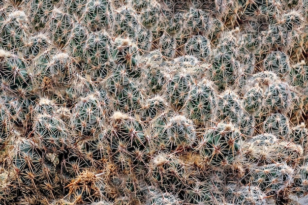 Dicht struikgewas van doornige cactussen Kleine cactusgras