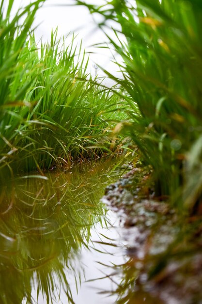 Dichtbij de rijstteelt en het water geven aan het rijstveld