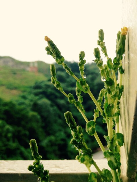 Foto dichtbijbeeld van een groene potplant in het raam