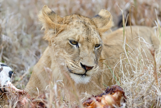 Dichte leeuw in Nationaal park van Kenia, Afrika