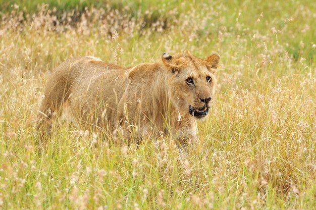 Dichte leeuw in Nationaal park van Kenia, Afrika