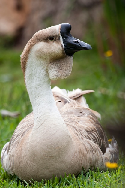 Dichte mening van een bruine Afrikaanse Gans die op het gras rust.