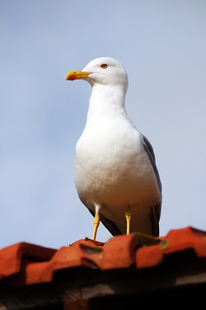 Dichte mening van een geel-legged zeemeeuw bovenop een rood betegeld dak.