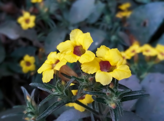 Dichte mening van Strobilanthes-scaberbloem met natuurlijke onscherpe achtergrond. geneeskrachtige plant.