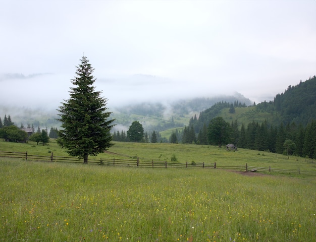 Dichte mist over de zomerbergen.