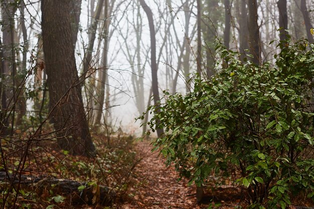 Dichte mist. Weg in het natuurlijke bos