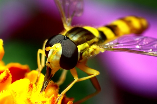 Dichte omhooggaand van de insectbij op een bloem