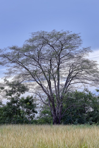 Photo dicot tree in a field in the late afternoon